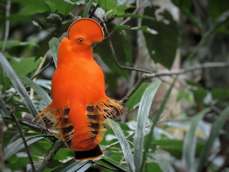 Lugares por visitar en San Jose del Guaviare