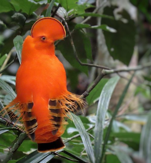 Gallito de Roca (Rupicola rupicola)